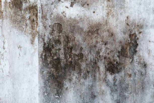 Best Industrial Mold Remediation  in Charlevoix, MI