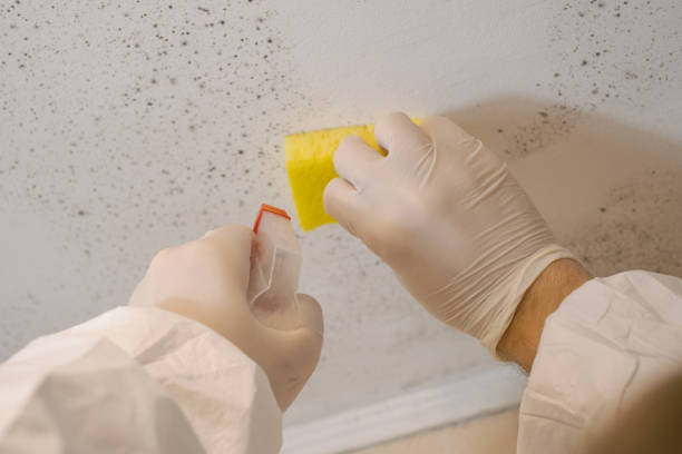 Best Real Estate Mold Inspection  in Charlevoix, MI