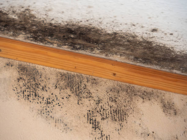 Best Mold Odor Removal Services  in Charlevoix, MI