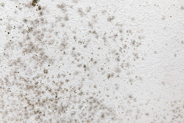  Charlevoix, MI Mold Removal Pros