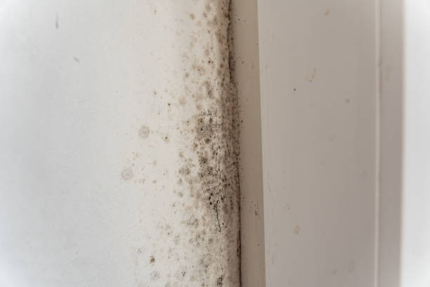 Best Mold Documentation for Insurance Claims  in Charlevoix, MI