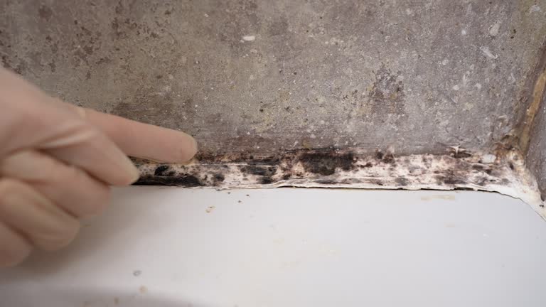 Best Airborne Mold Testing  in Charlevoix, MI